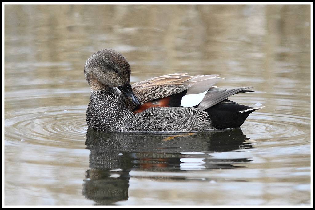Gadwall by Linton Snapper is licensed under CC BY 2.0
